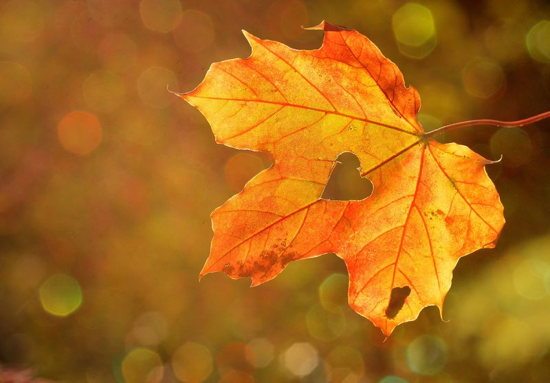 Fall+is+the+Best+of+All