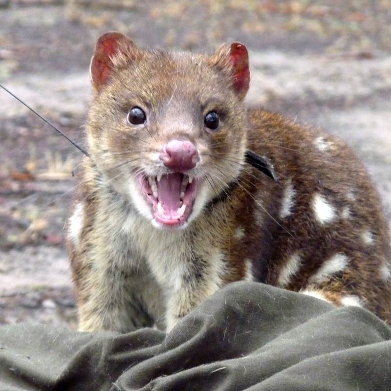 Animal of the Week- Quoll