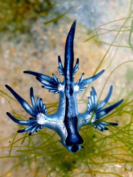 Blue+Dragon%2C+Glaucus+Atlanticus%2C+Blue+Sea+Slug