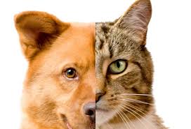 Should You Own a Dog or a Cat?