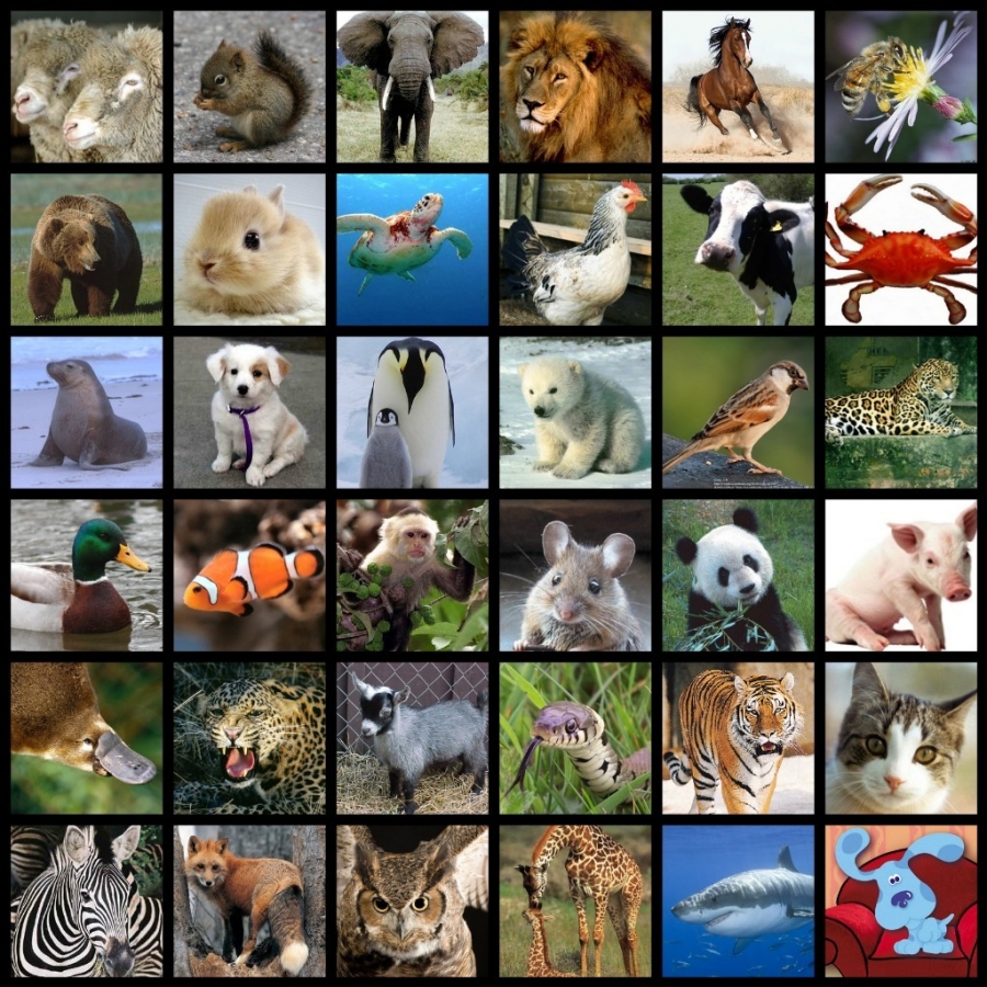 What is your favorite animal?