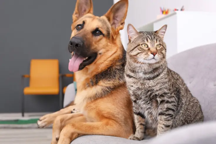 Cats or Dogs?