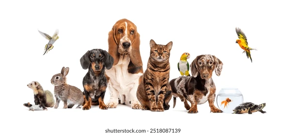 What is the Best Pet?