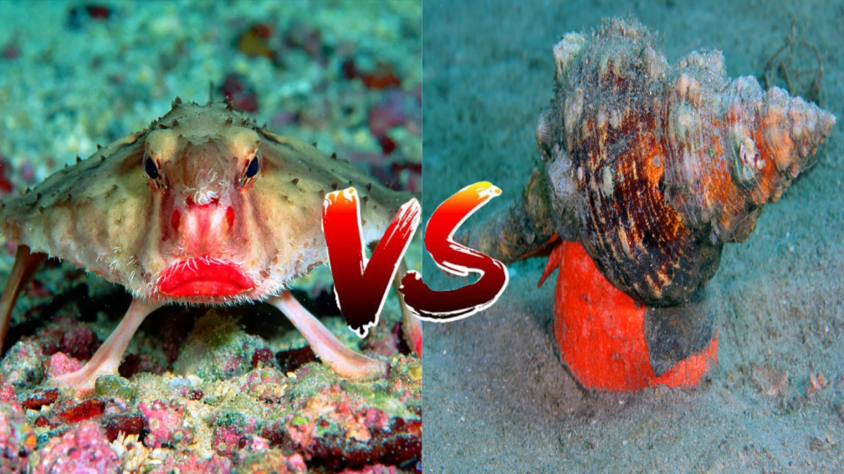 The Red-lipped Batfish VS The Giant Florida Horse Conch
